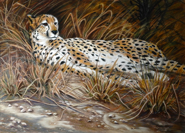 Cheetah by Donna Mitchell