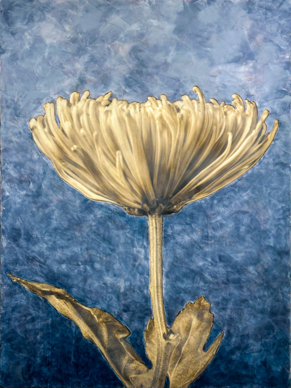 Moonstruck by Deborah Llewellyn