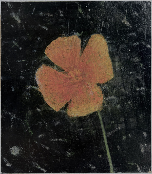 Orange Poppy Study 2 by John Beerman