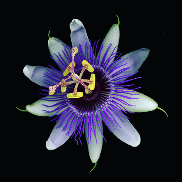 Passionate Passionflower