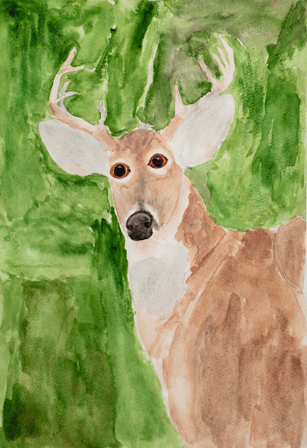 Awake Deer by Debbie Wann