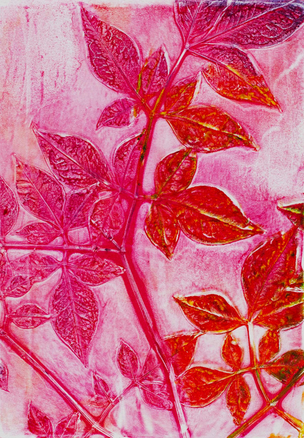 Pink Hevenly Bamboo by Gina Cataldo