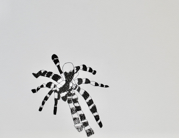 Tarantula by Siobhan Cooke