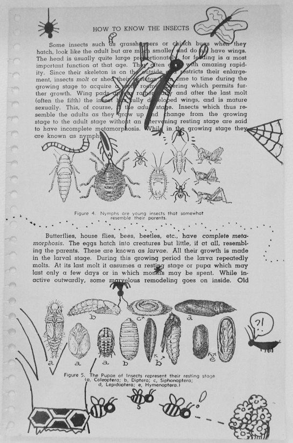 Nymphs and Larvae by Rose Gordon