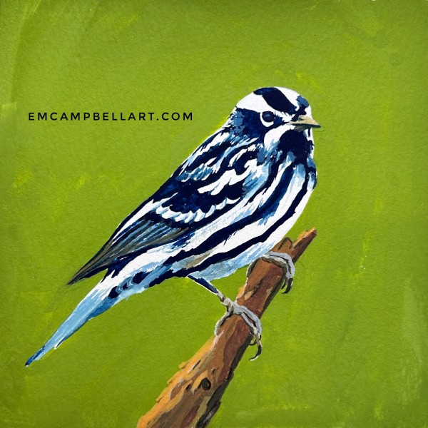 Black and White Warbler by Em Campbell