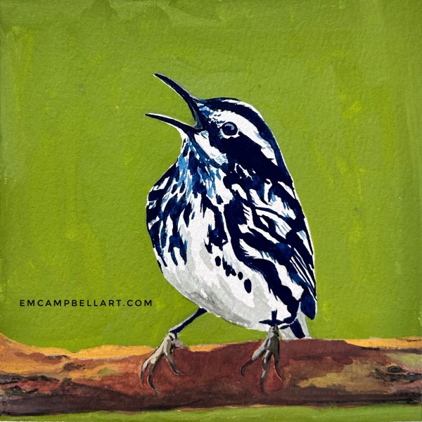Black and White Warbler Singing by Em Campbell