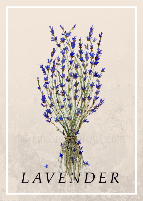 Botanical Lavender Herb Illustration
