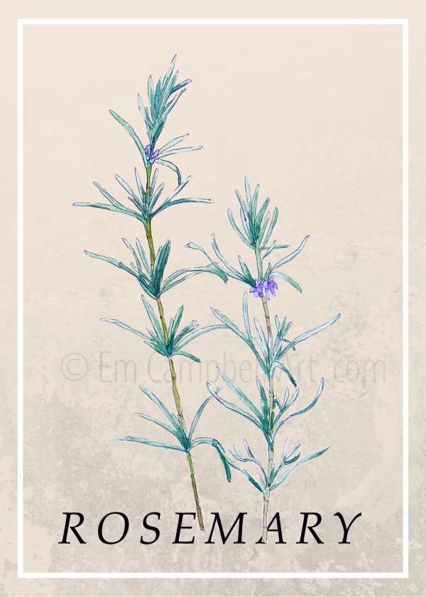 Botanical Rosemary Herb Illustration