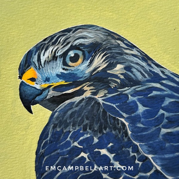 Red-Shoulder Hawk by Em Campbell