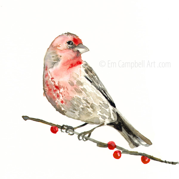 House Finch Watercolor