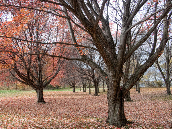 Autumn Trees, Taughannock