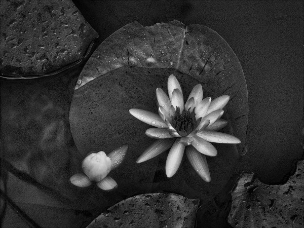 Water Lilly by George Cannon