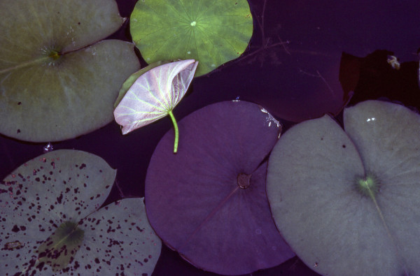 Lily Pads by George Cannon