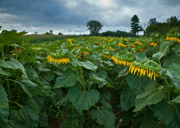 Sunflowers and Storm Clouds