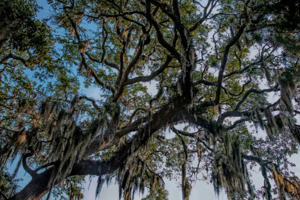 Live Oaks, Eden Gardens 2 by George Cannon