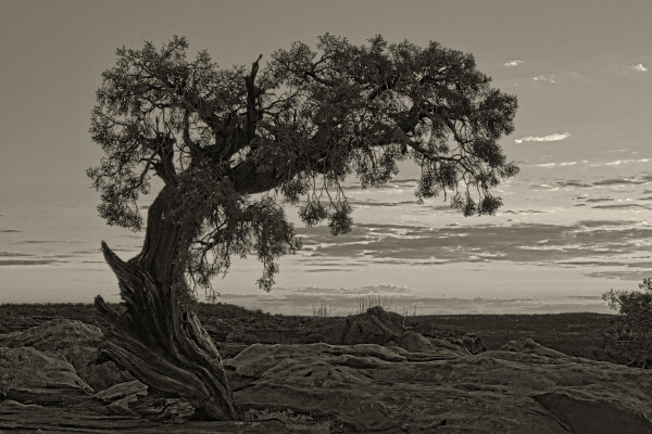 Ancient Tree, Dead Horse Point