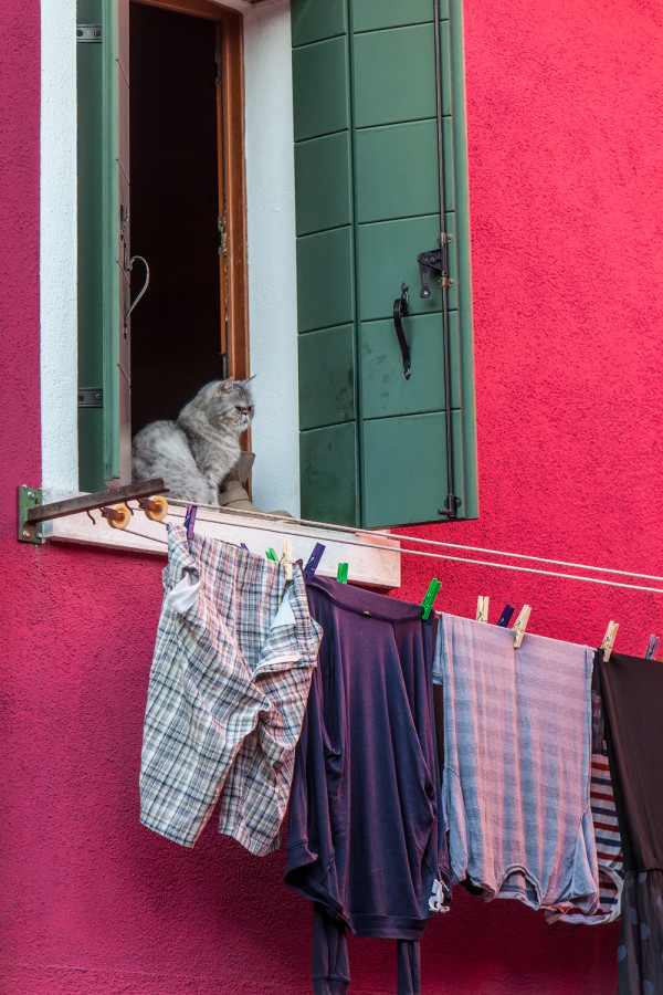 Cat and Wash, Burano