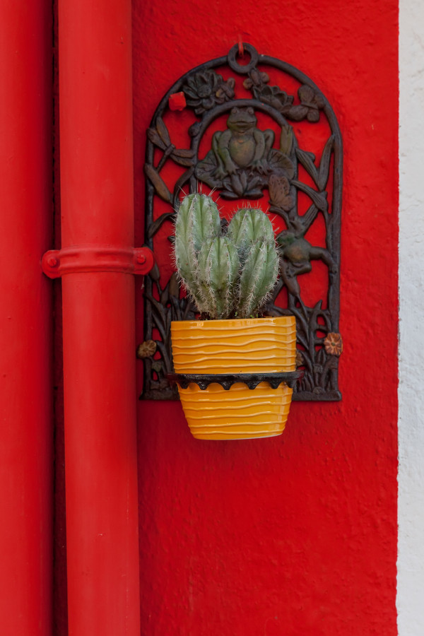 Red Wall with Cactus, Burano by George Cannon