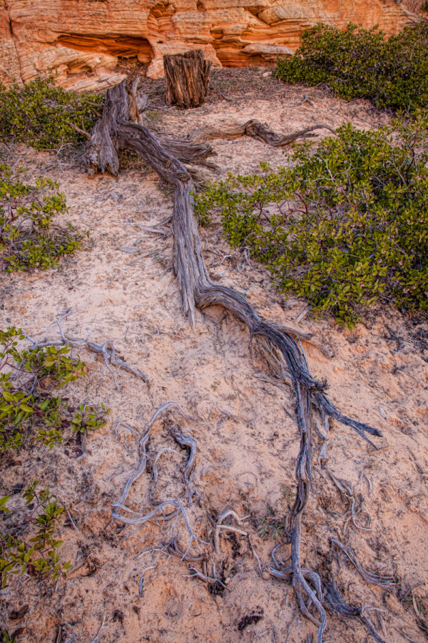 Cedar Carcass, Zion National Park, UT
