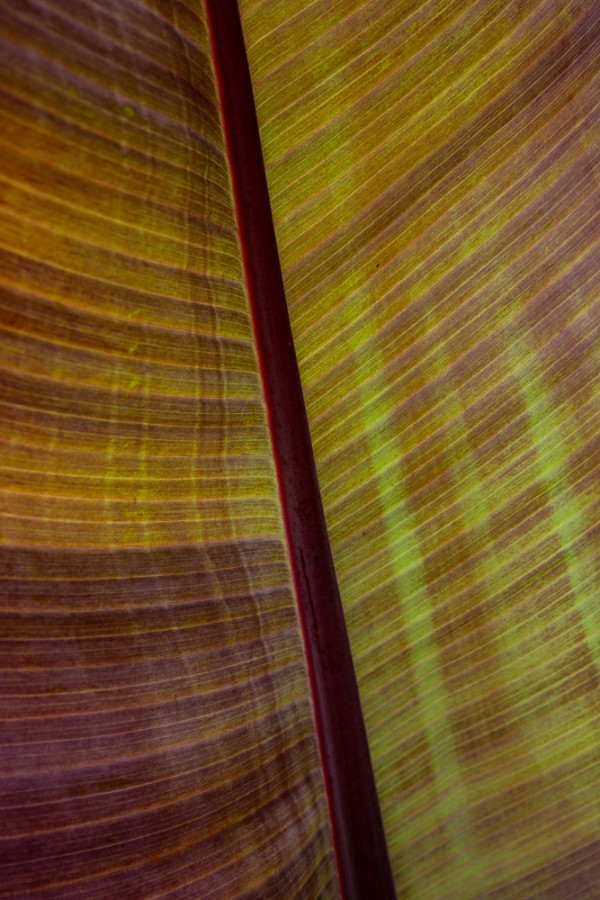 Banana Leaf by George Cannon