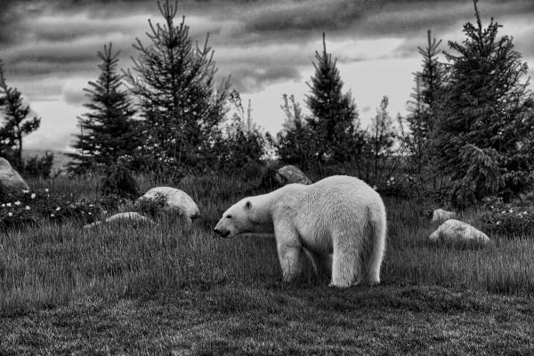 Polar Bear by George Cannon