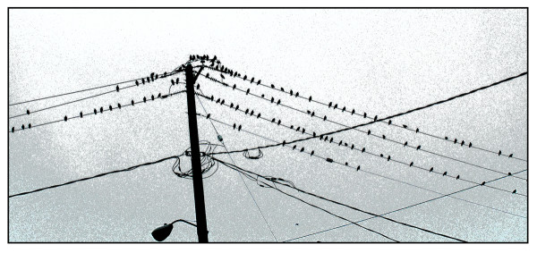 Birds and Wires, Ithaca, NY