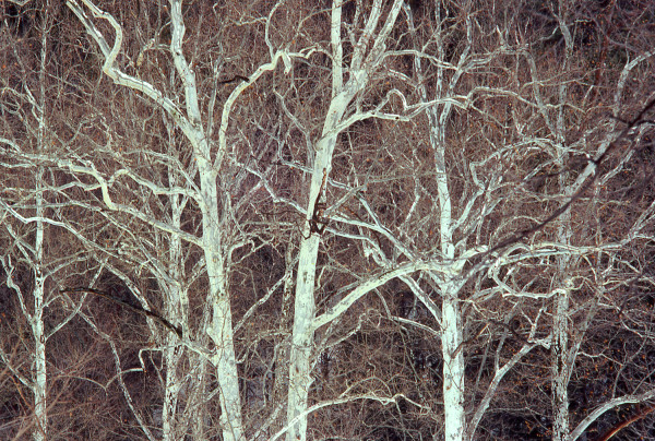 Sycamore Trees, Treman Park, Ithaca, NY