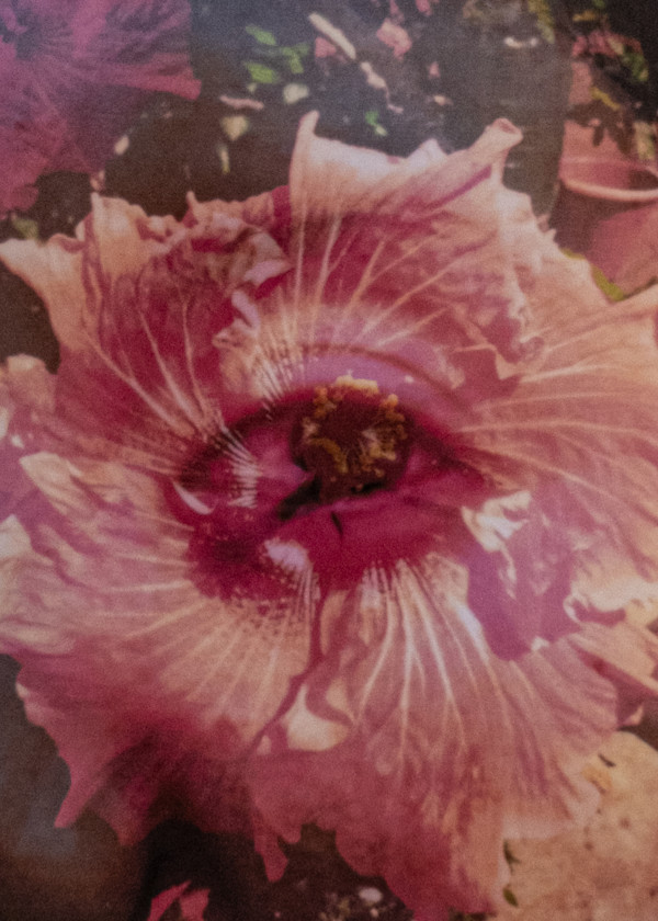 Hibisco en Teotitlán by Luvia Lazo, Image 1.