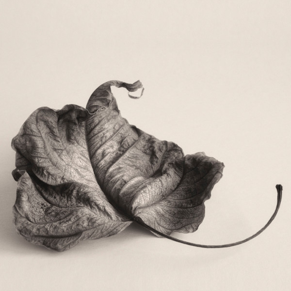 Intimate Meditation  13 by Carlos Ocando, Image 1.
