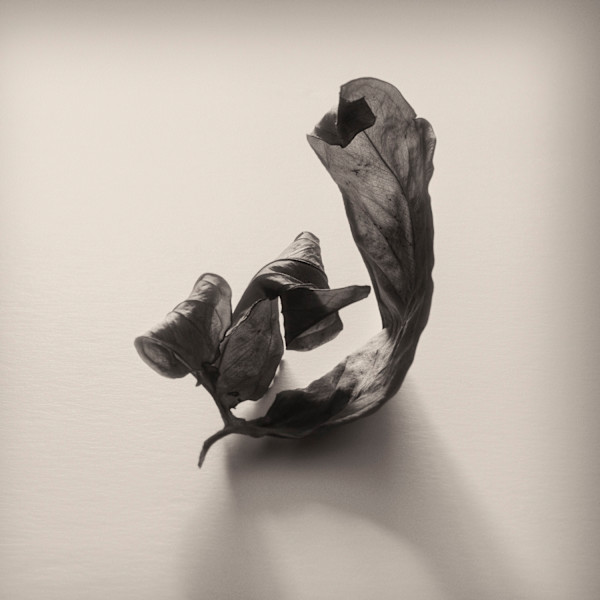 Intimate Meditation  1 by Carlos Ocando, Image 1.