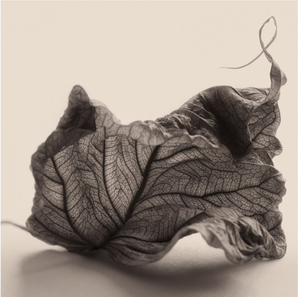 Intimate Meditation 18 by Carlos Ocando, Image 1.