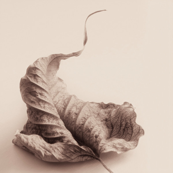 Intimate Meditation  15 by Carlos Ocando, Image 1.