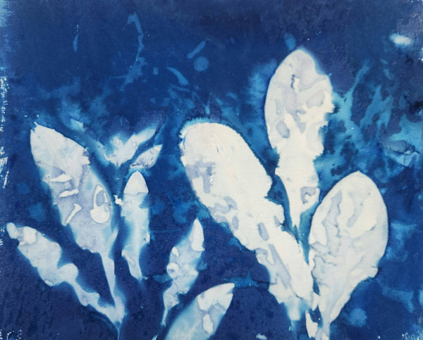 Calendula in Winter by Madge Evers