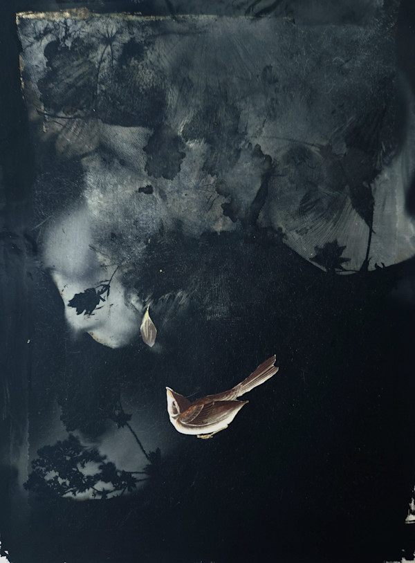 Field Sparrow by Madge Evers