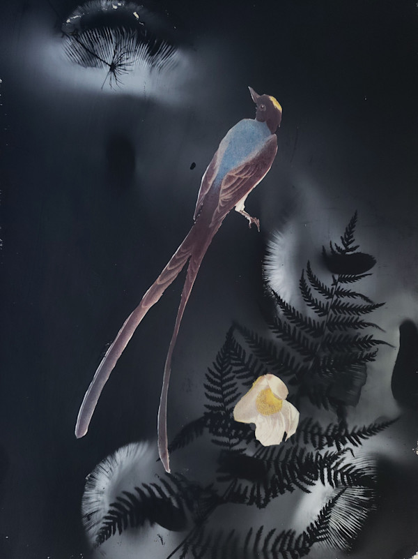 Fork Tailed Flycatcher by Madge Evers