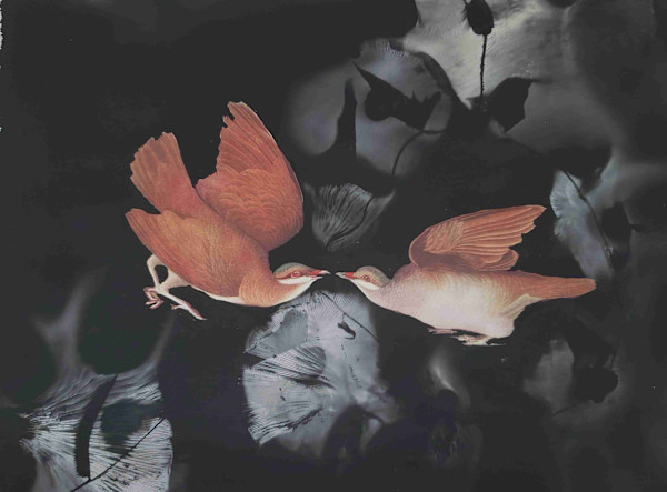 Key West Quail Dove by Madge Evers