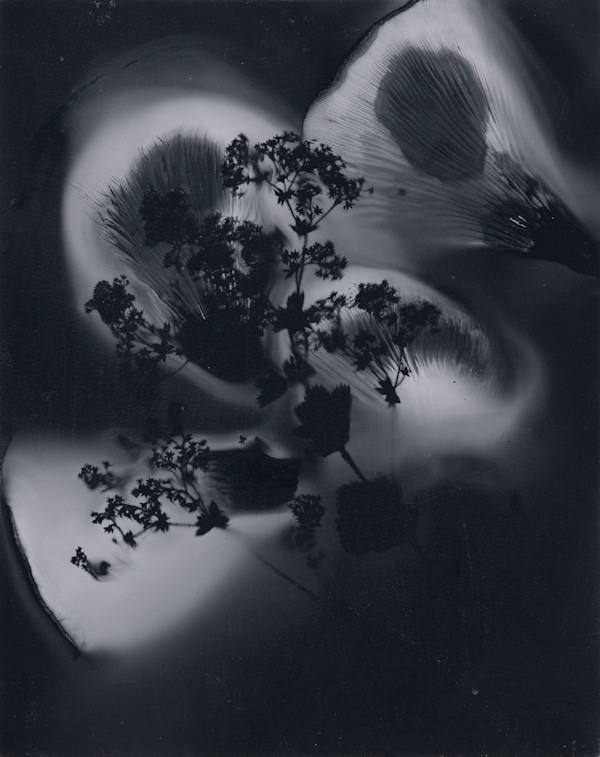 Alchemilla, i by Madge Evers