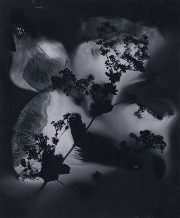 Alchemilla, ii by Madge Evers