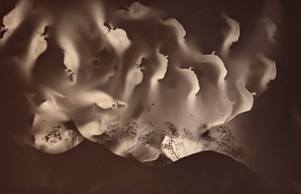 Umbels and Hills by Madge Evers