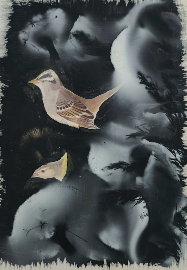 White Crowned Sparrow by Madge Evers