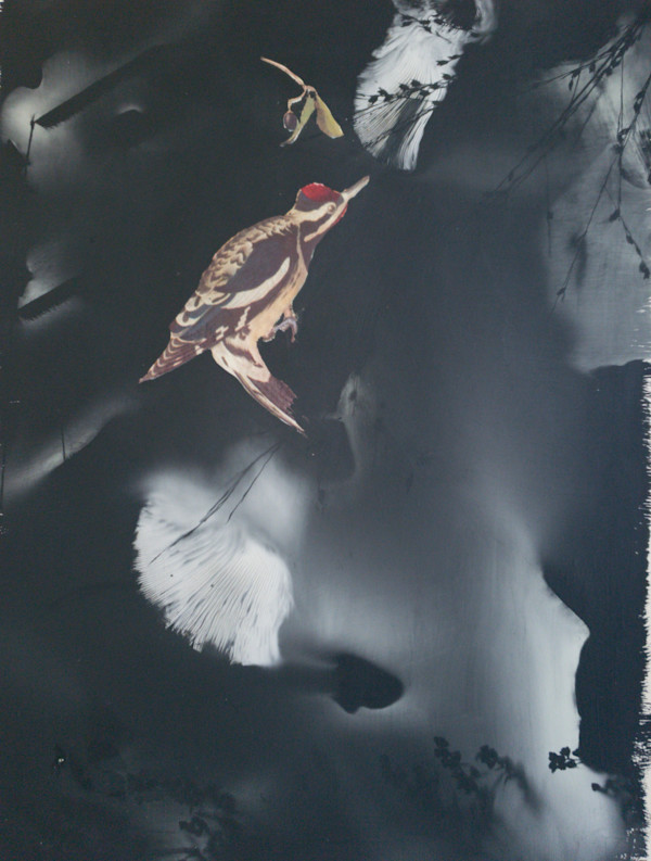 Yellow Bellied Sapsucker by Madge Evers