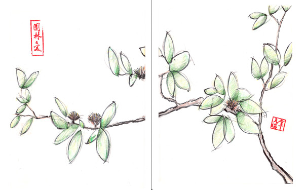 Chicago Botanic Sketch 1 by Craig Whitten
