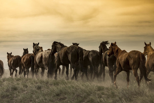 Running Herd 1/10 by Tori Gagne