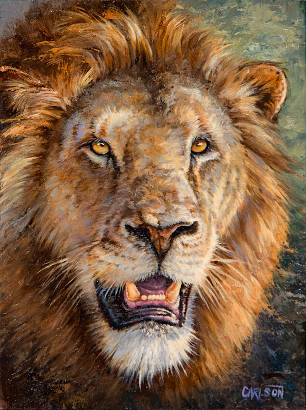 African Lion by cory Carlson