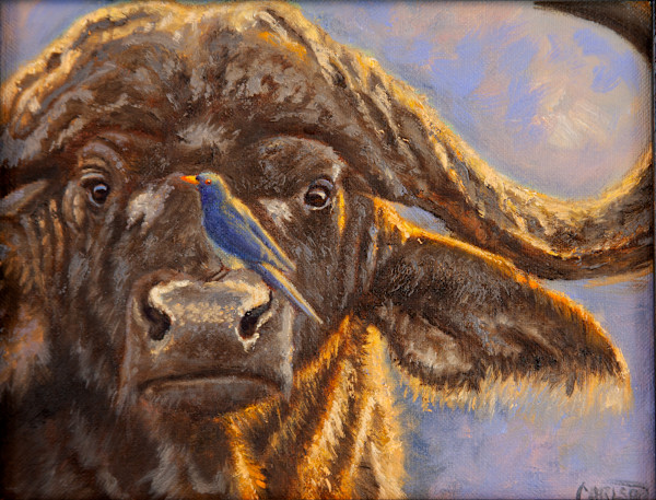 Cape Buffalo by cory Carlson