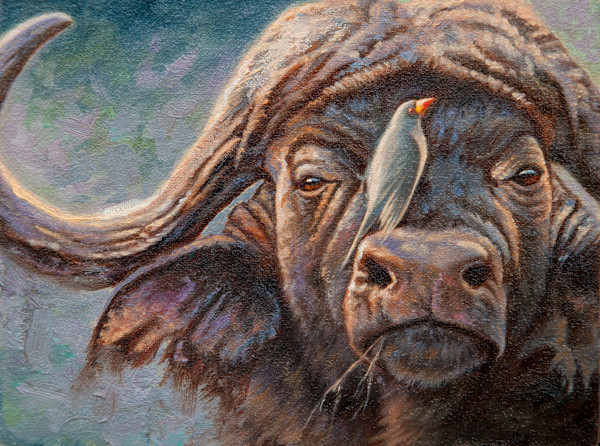 Cape Buffalo by cory Carlson