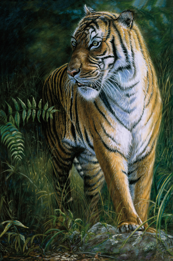 Tiger!Tiger! by cory Carlson