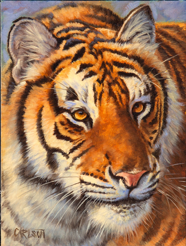 Siberian Tiger II by cory Carlson