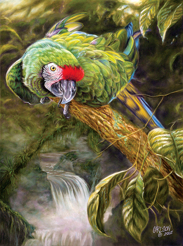 Shades of Green by cory Carlson