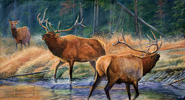 Royal Challenge by cory Carlson